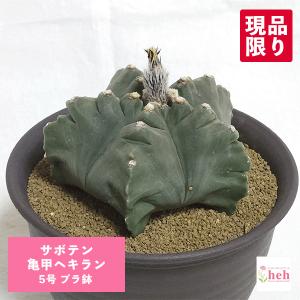 サボテン：マミラリア 玉翁 綴化*幅30cm 現品 一品限り : 遊恵盆栽