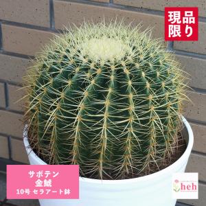 サボテン：エキノカクタス 長刺金鯱*幅10cm 現品！一品限り ※側面に傷