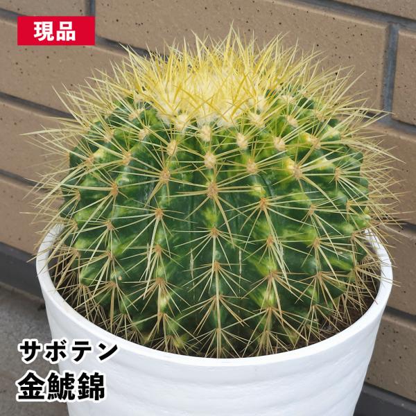サボテン 金鯱錦 7号 セラアート鉢 エキノカクタス 一点物 レア 斑入り 鉢植え 観葉 多肉 植物...