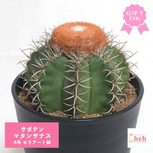 パキポディウム グラキリス 塊根植物 コーデックス 現品 発根処理済み