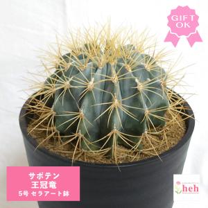 サボテン：フェロカクタス 王冠竜*幅16cm 現品！一品限り : 遊恵盆栽