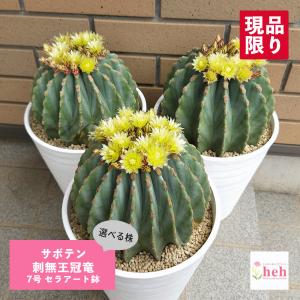 サボテン 王冠竜 8号鉢 大型 観葉植物 多肉植物 おしゃれでかわいい
