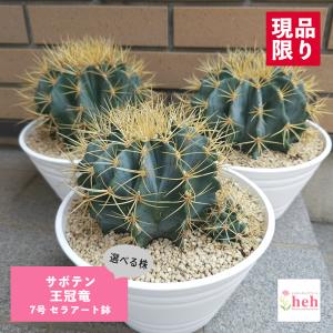 サボテン 王冠竜 7号 セラアート鉢 フェロカクタス 選べる商品 さぼてん 多肉植物 種類 一覧 プレゼント 室内 屋外 ドライガーデン インテリア シンボルプランツ
