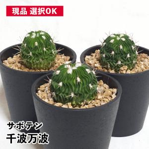 サボテン：トリコケレウス なるほど柱 珍宝閣*幅19cm 現品！一品限り