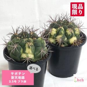 F60 アデニア ペチュエリー Adenia pechuelii ナミビア産 発根済み