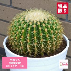 サボテン：アストロフィツム 山川肋骨ストロンギ鸞鳳玉 実生*幅16cm
