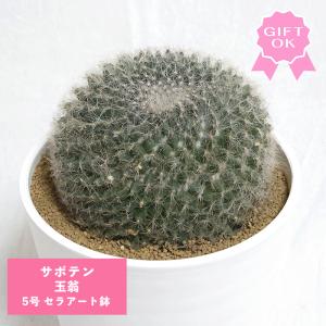サボテン：マミラリア 白鳥 実生*L 幅4.5cm : 遊恵盆栽 Yahoo!店