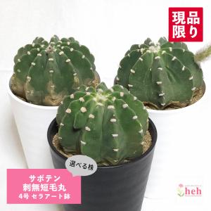 サボテン：エキノカクタス 太平丸 実生*幅16cm 現品！一品限り : 遊恵