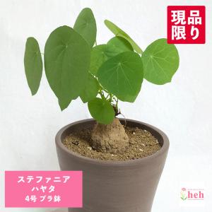 塊根植物 センナ メリディオナリス 3号角鉢(個体おまかせ1鉢