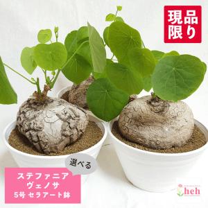 コーデックス：パキポディウム グラキリス 発根済*塊根幅22cm 現品