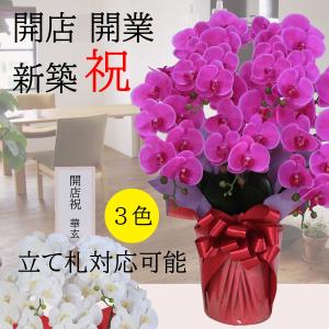 開店祝 開院祝 開店祝 胡蝶蘭 お祝い 一周年記念
