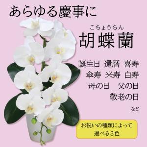 胡蝶蘭 花 ギフト 花ギフト 蘭 誕生日 プレゼント