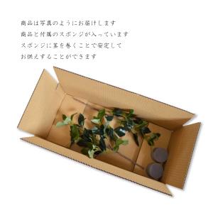 しきみ 造花 しきび 樒 仏壇用造花 墓用造花...の詳細画像3