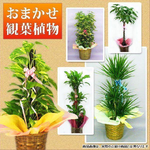 おまかせ観葉植物-KS-5000  （開店・開院・開業・就任祝いなどお祝い用観葉植物）