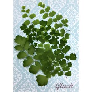 コンパクト 押し花 アジアンタム 大小約6〜7本 少量をパックにしてお届け！