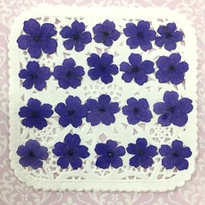 【追跡可能便でお届け】コンパクト 押し花 バーベナ（パープル）20枚をパックにしてお届け！ ハンドメイド UVレジン