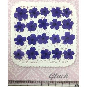 【追跡可能便でお届け】コンパクト 押し花 バー...の詳細画像1