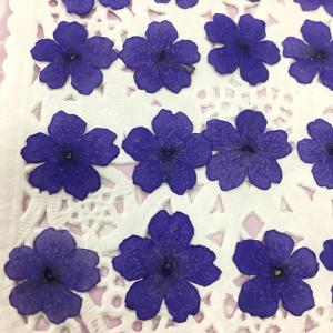 【追跡可能便でお届け】コンパクト 押し花 バー...の詳細画像2