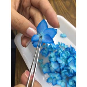 【追跡可能便でお届け】【増量フェア】コンパクト...の詳細画像3