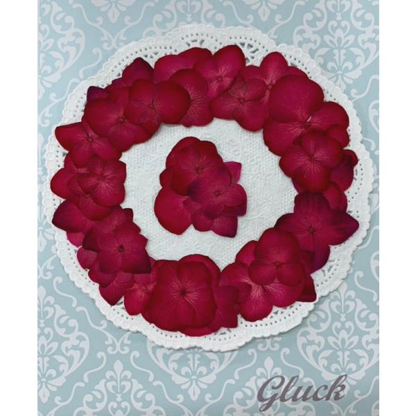 【追跡可能便でお届け】【増量フェア】コンパクト 押し花 あじさい（ルビー）35〜40枚をパックにして...