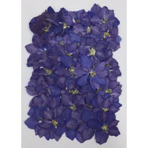 【追跡可能便でお届け】コンパクト 押し花 千鳥草...の商品画像