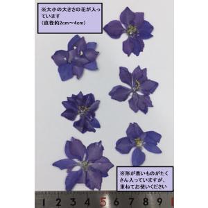 【追跡可能便でお届け】コンパクト 押し花 千鳥...の詳細画像1