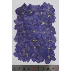 【追跡可能便でお届け】コンパクト 押し花 千鳥...の詳細画像2