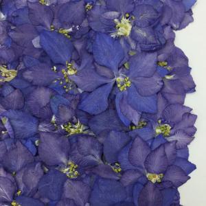 【追跡可能便でお届け】コンパクト 押し花 千鳥...の詳細画像3