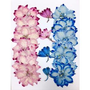 【追跡可能便でお届け】コンパクト 押し花 千鳥草（キャンディポップ C）着色18枚 少量をパックにしてお届け！ 押し花　ハンドメイド