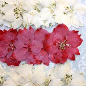 【追跡可能便でお届け】コンパクト 押し花 千鳥...の詳細画像2