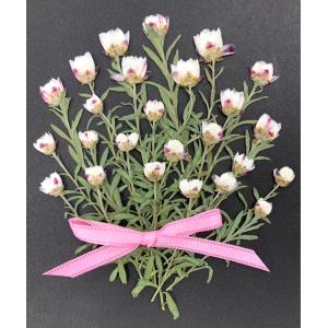 コンパクト 押し花 花かんざし（増量フェア♪約25本)