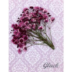 コンパクト 押し花 カスミソウ（ローズピンク）