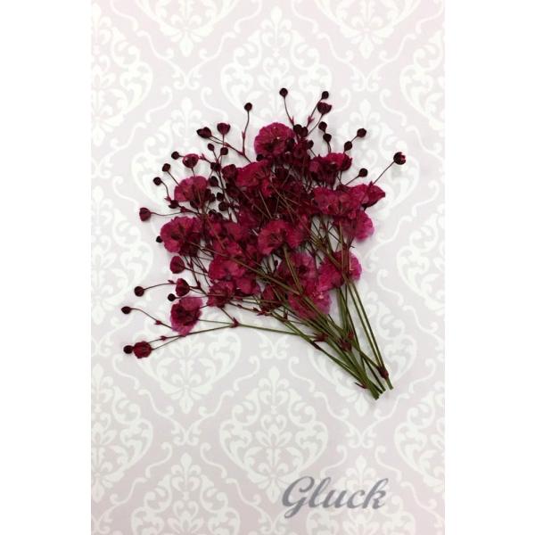 【追跡可能便でお届け】コンパクト 押し花 カスミソウ（ルビー） 少量をパックにしてお届け！ハンドメイ...