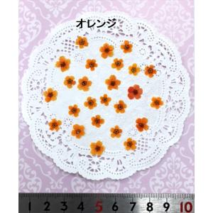 【追跡可能便でお届け】コンパクト 押し花 こで...の詳細画像3