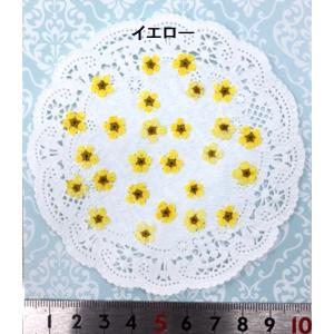 【追跡可能便でお届け】コンパクト 押し花 こで...の詳細画像4