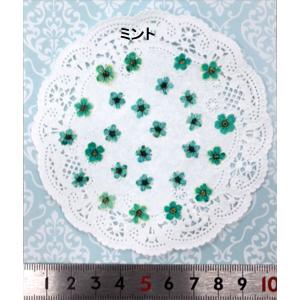 【追跡可能便でお届け】コンパクト 押し花 こで...の詳細画像5