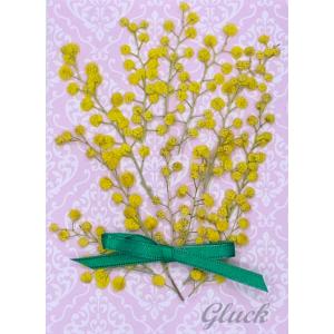 コンパクト 押し花 ミモザ　少量をパックにしてお届け！