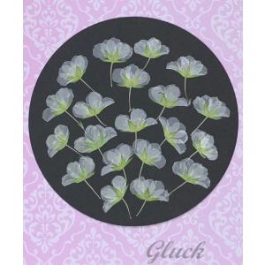 コンパクト 押し花  アレナリア・モンタナ 20枚にしてお届け！