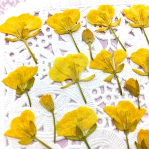 【追跡可能便でお届け】コンパクト 押し花 菜の...の詳細画像2