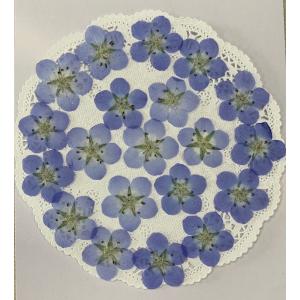 【追跡可能便でお届け】コンパクト 押し花 ネモフィラ ブルー/大 （20枚）をパックにしてお届け！