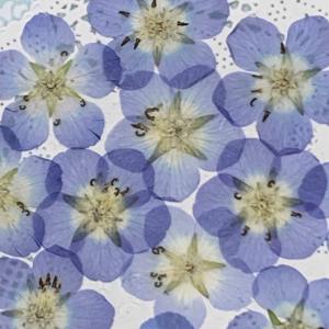 【追跡可能便でお届け】コンパクト 押し花 ネモ...の詳細画像2