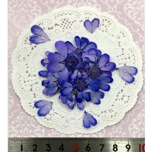 【追跡可能便でお届け】コンパクト 押し花 オル...の詳細画像1