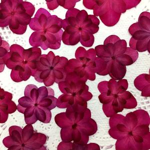 【追跡可能便でお届け】コンパクト 押し花 着色...の詳細画像2