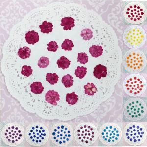 【追跡可能便でお届け】コンパクト 押し花 八重こでまり（全12色） 20枚をパックにしてお届け！ ハンドメイド 可愛い小花