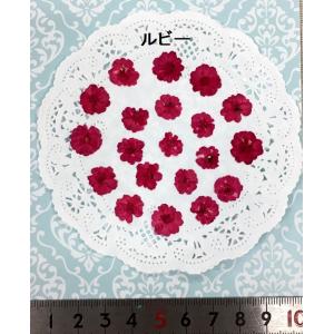 【追跡可能便でお届け】コンパクト 押し花 八重...の詳細画像2