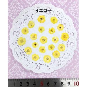 【追跡可能便でお届け】コンパクト 押し花 八重...の詳細画像3
