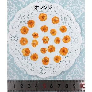 【追跡可能便でお届け】コンパクト 押し花 八重...の詳細画像4