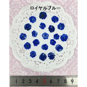 【追跡可能便でお届け】コンパクト 押し花 八重...の詳細画像5