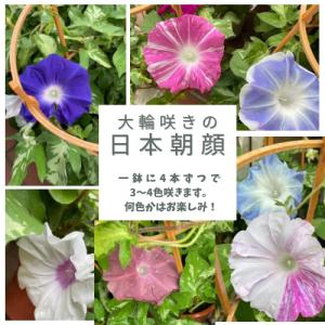 行灯仕立て朝顔 1鉢 6号鉢の詳細画像1