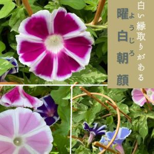 行灯仕立て朝顔 1鉢 6号鉢の詳細画像2